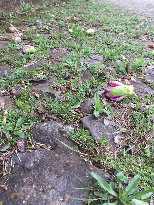 foto de uma flor