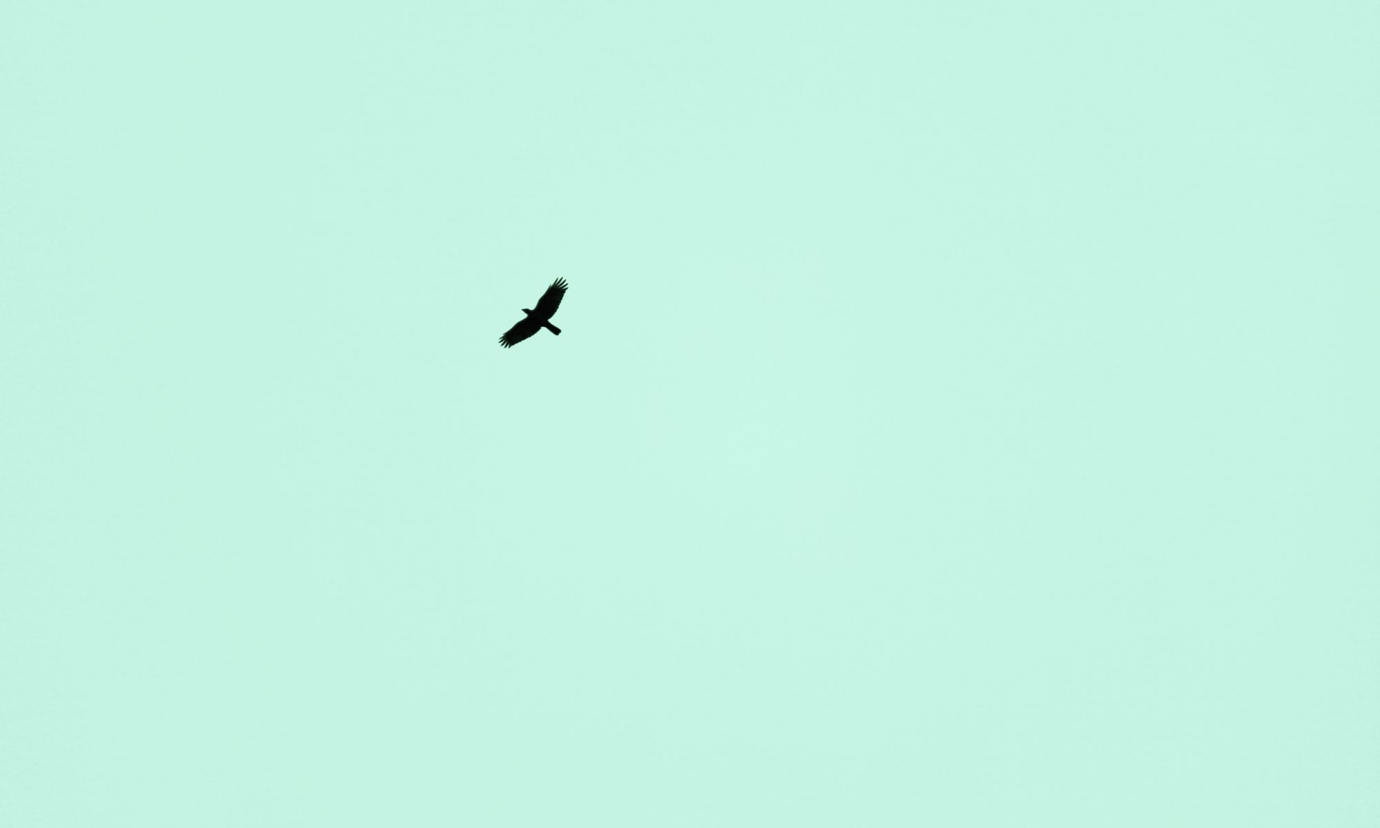 pássaro voando