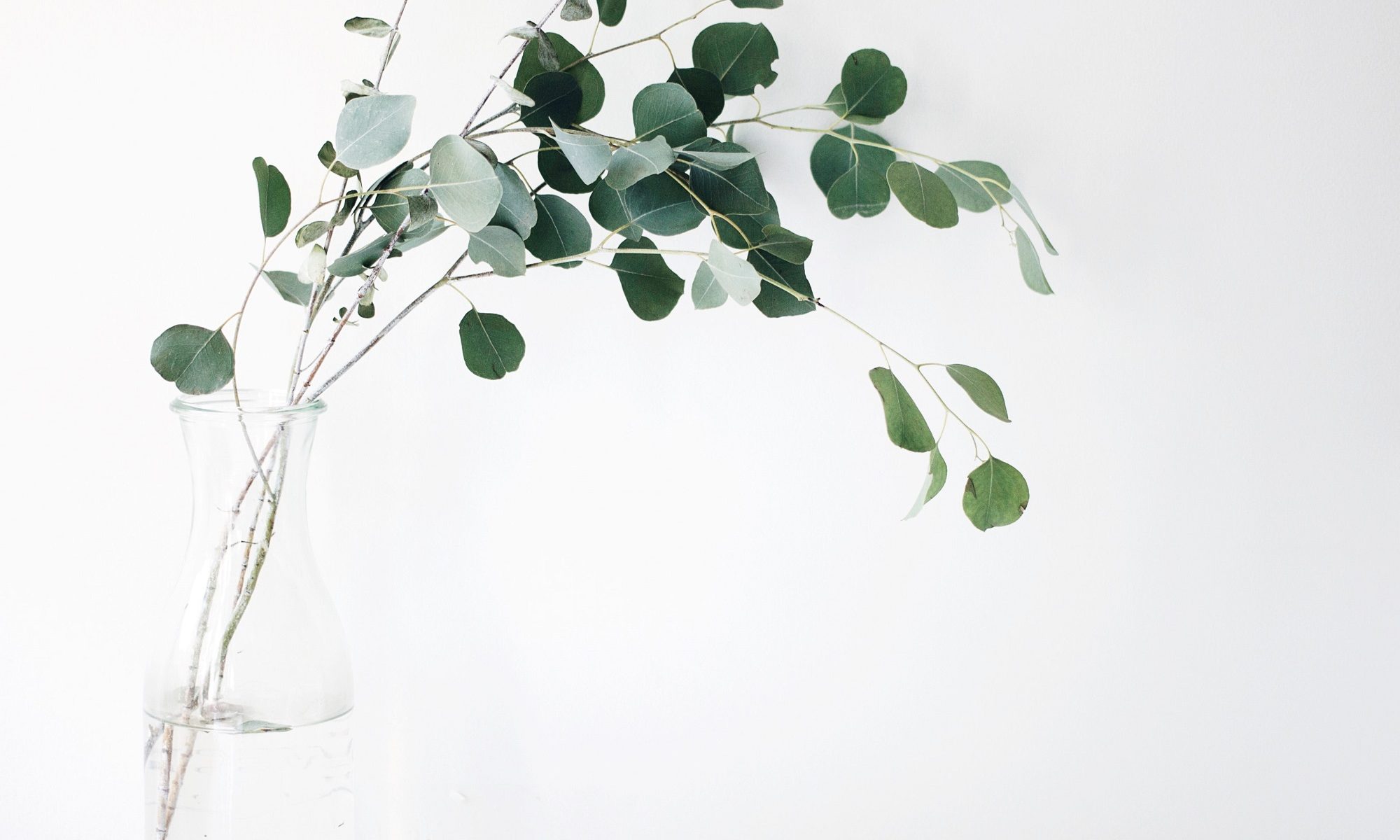 foto de um ramo de folhas bem verdes em um fundo branco