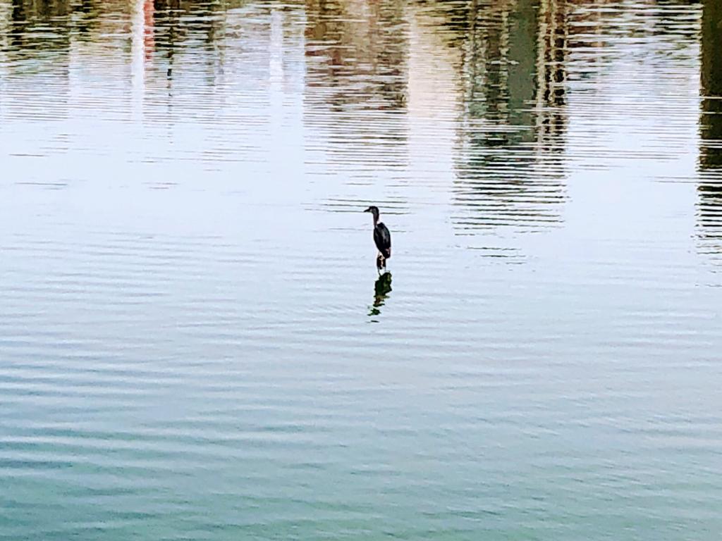 Pássaro Curicaca sobre a água. Foto: Rafaela Dilly Kich