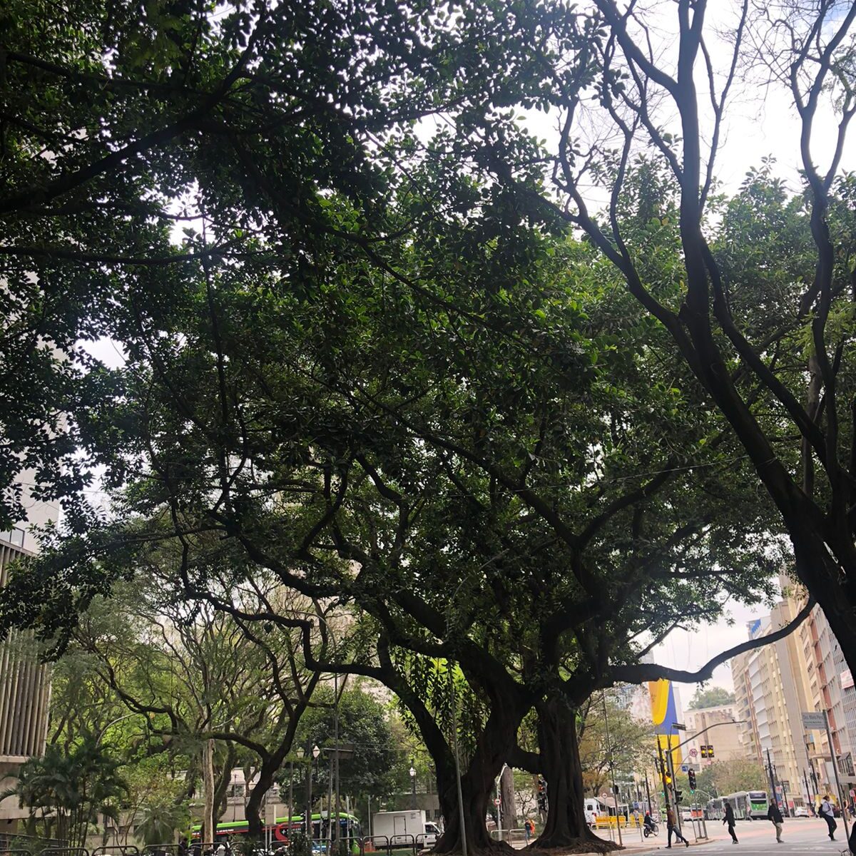 árvore no centro da cidade de são paulo, próxima à Biblioteca Mário de Andrade