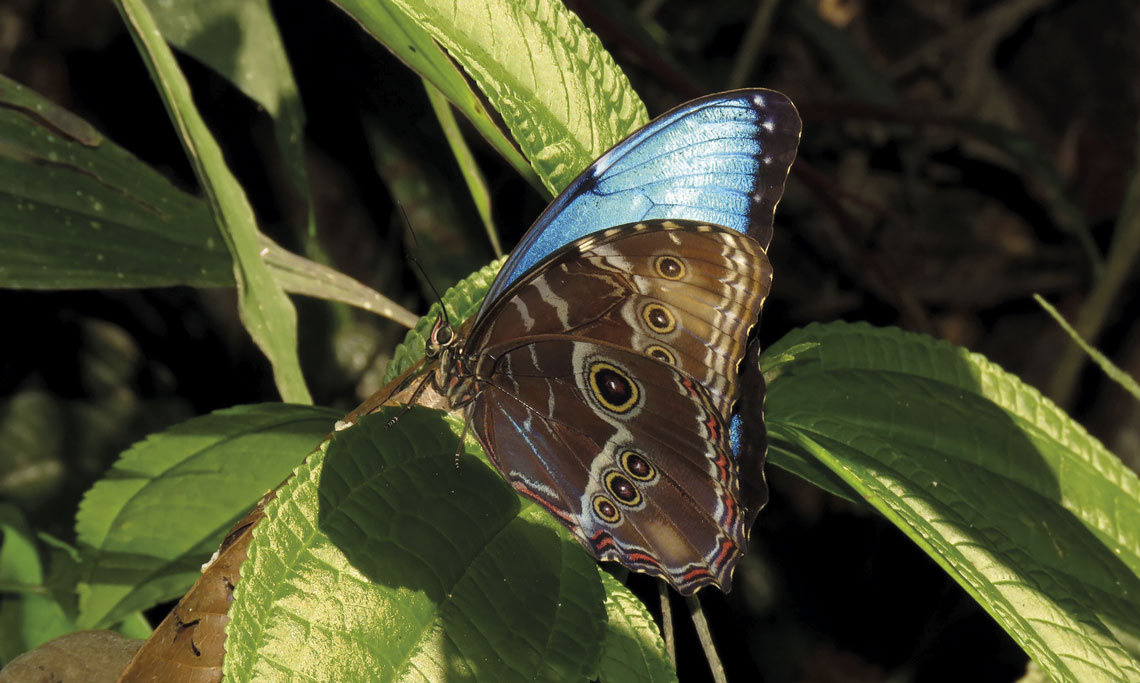 borboleta com cor azul nas asas pousa em uma folha verde